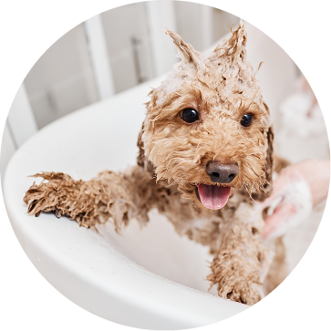 A dog enjoying a warm bath