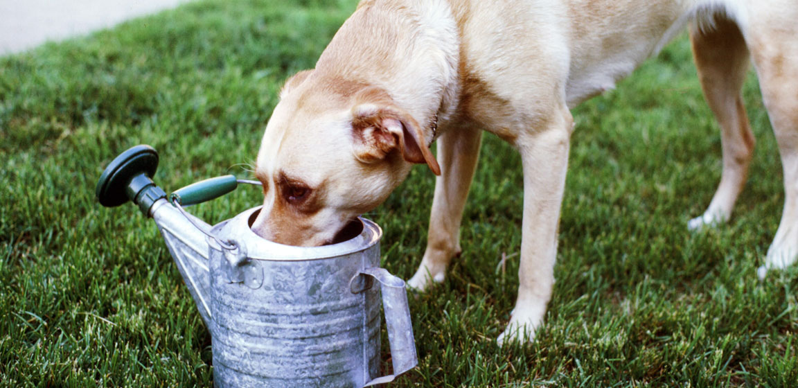 Grow Your Green with Water-Saving Lawncare