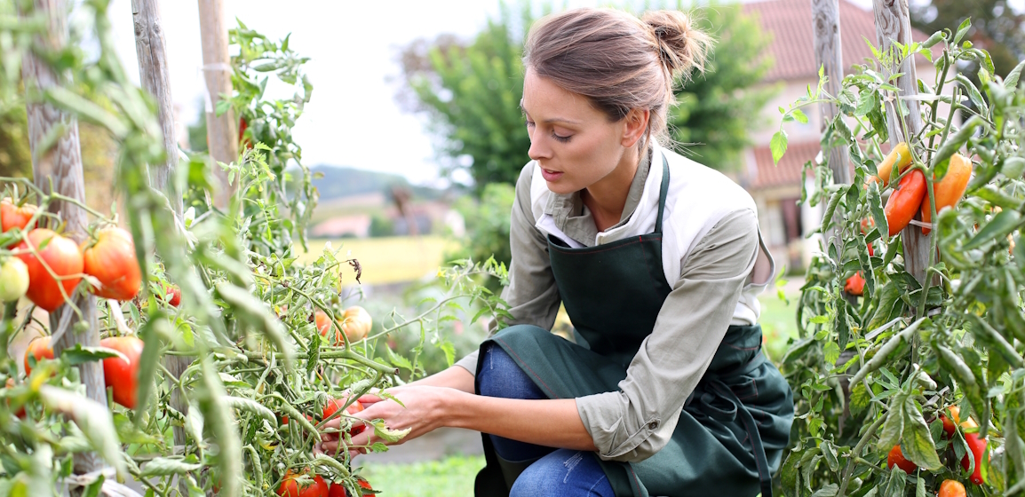 Go Green by Planting Your Own Energy-Efficient Garden